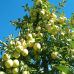 Jabloň zimná (Malus domestica) ´GOLDEN DELICIOUS´ - výška 300+ cm, C290L, obvod kmeňa: 35/40 cm